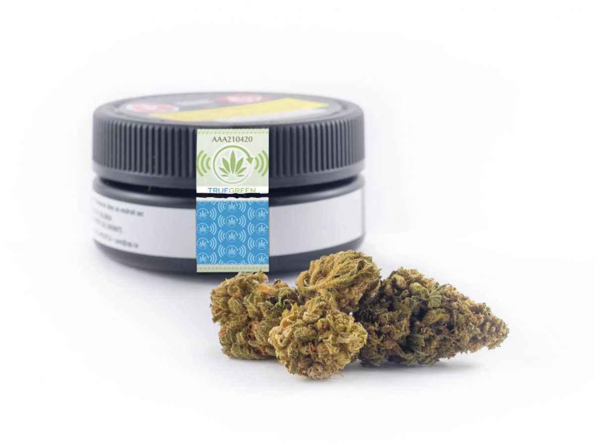 truegreen2.20260428152646.ico.png